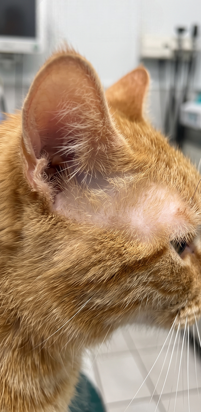 Before Treatment